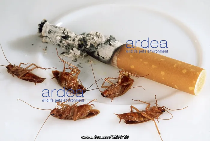 : COCKROACHES - dead and cigarette stub : COCKROACHES - dead and cigarette stub