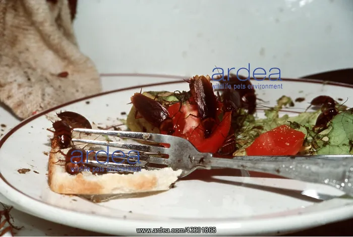 : COCKROACHES - ON DINNER PLATE : COCKROACHES - ON DINNER PLATE
