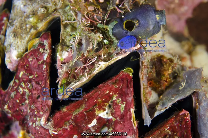 : Cock's Clam Oyster - Lava Flow dive site, Gunung : Cock's Clam Oyster - Lava Flow dive site, Gunung
