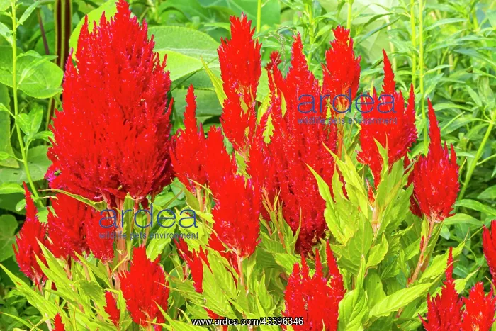 : Cockscomb, Celosia plumosa Fresh Look, flowers : Cockscomb, Celosia plumosa Fresh Look, flowers