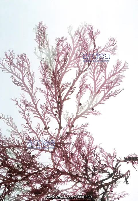  : Cockscomb - Red seaweed