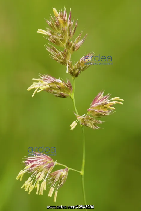 : Cocksfoot Grass - in flower : Cocksfoot Grass - in flower