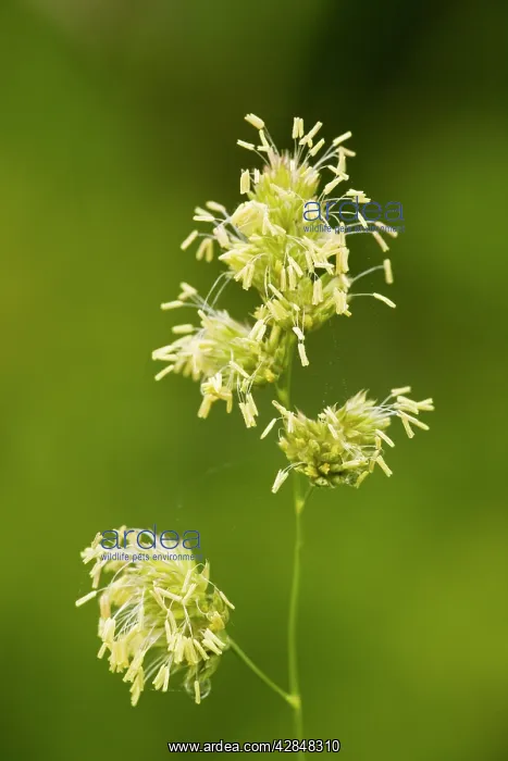 : Cocksfoot grass - in flower : Cocksfoot grass - in flower