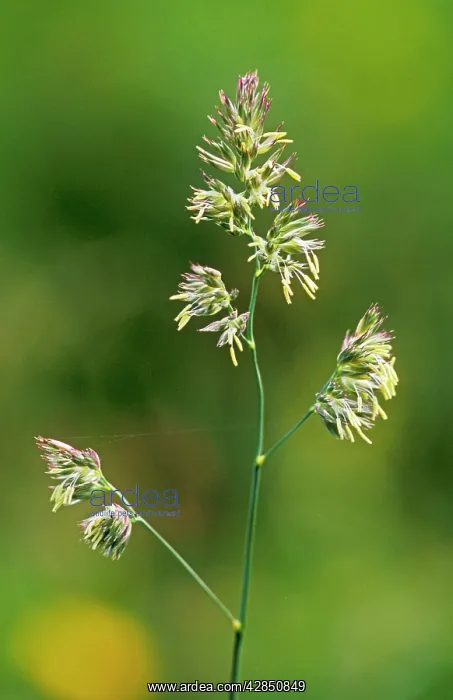 : Cocksfoot GRASS in flower : Cocksfoot GRASS in flower