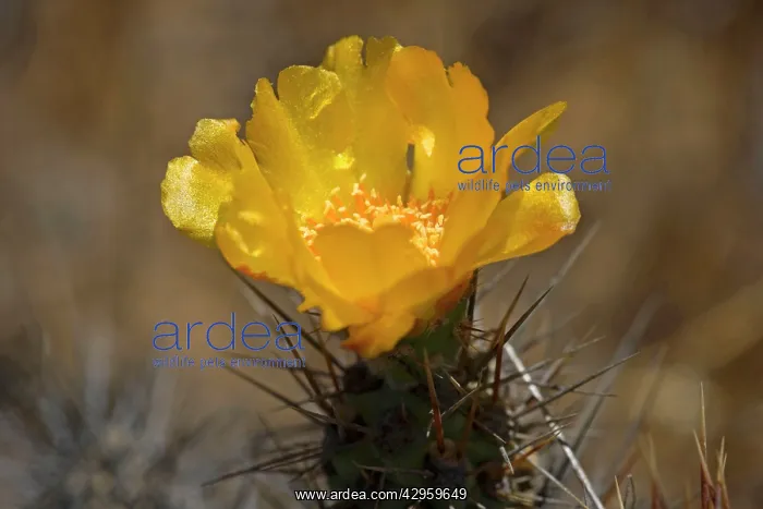 : Coclo Cactus - yellow blossom of this opuntia : Coclo Cactus - yellow blossom of this opuntia