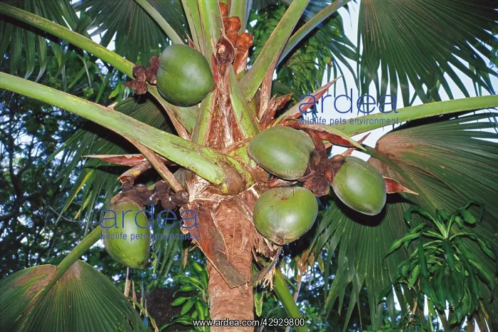 : Coco-de-mer - Female fruits : Coco-de-mer - Female fruits
