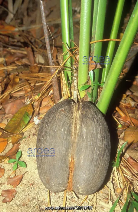 : Coco-de-mer / Maldive Coconut - Seed on ground : Coco-de-mer / Maldive Coconut - Seed on ground