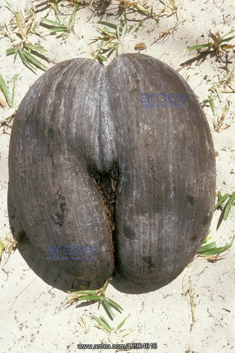 : Coco-de-mer / Maldive Coconut Seed - On ground : Coco-de-mer / Maldive Coconut Seed - On ground