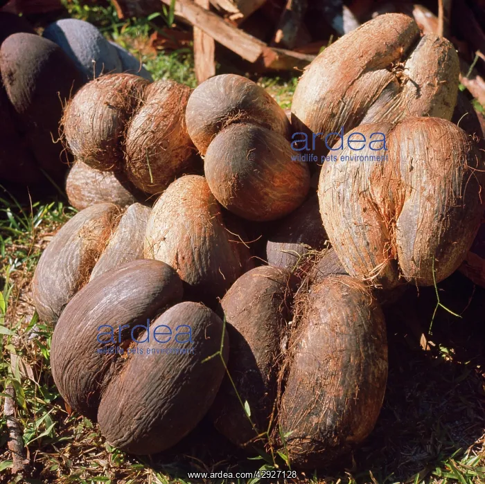 : Coco De Mer : Coco De Mer