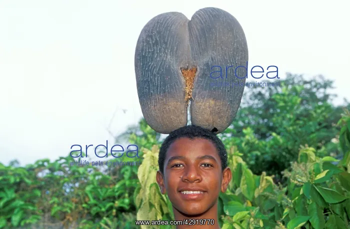 : COCO DE MER - man holding fruit; shows scale : COCO DE MER - man holding fruit; shows scale