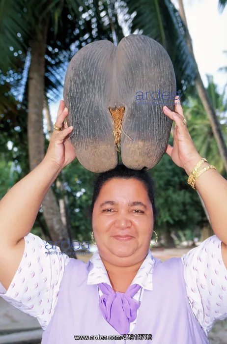 : COCO DE MER - woman holding fruit; shows scale : COCO DE MER - woman holding fruit; shows scale