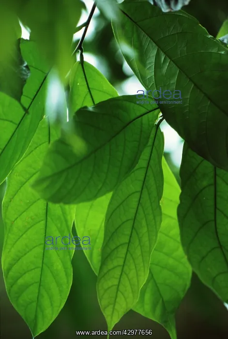 : Cocoa bean : Cocoa bean