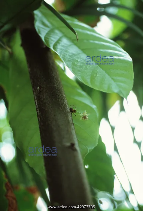 : Cocoa bean : Cocoa bean