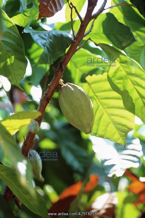 : Cocoa bean : Cocoa bean