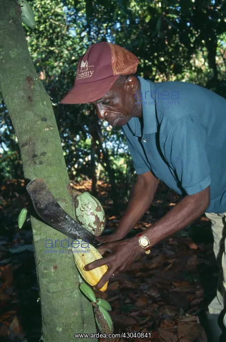 : Cocoa bean : Cocoa bean