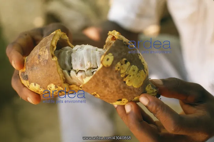 : Cocoa bean : Cocoa bean