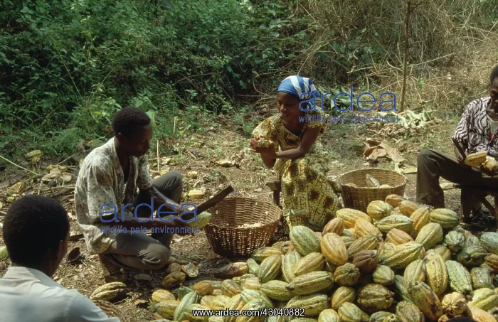 : Cocoa bean : Cocoa bean