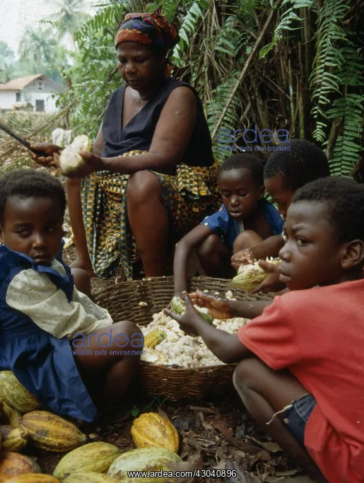 : Cocoa bean : Cocoa bean