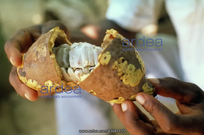 : Cocoa bean : Cocoa bean