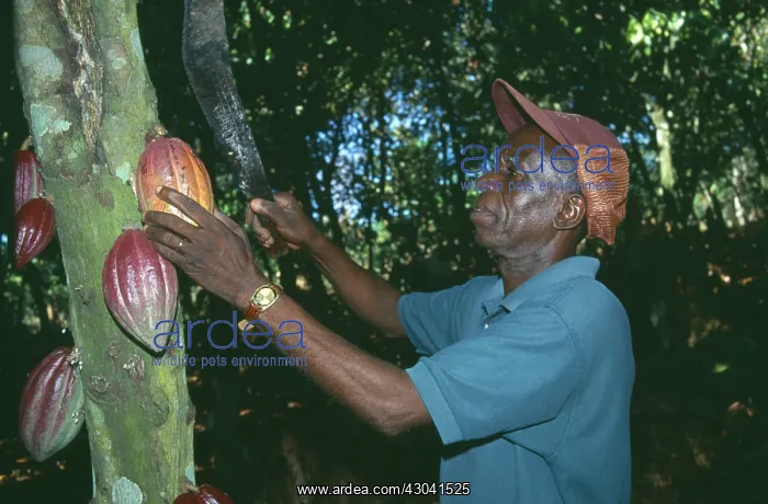 : Cocoa bean : Cocoa bean
