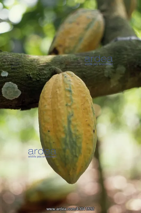 : Cocoa bean : Cocoa bean
