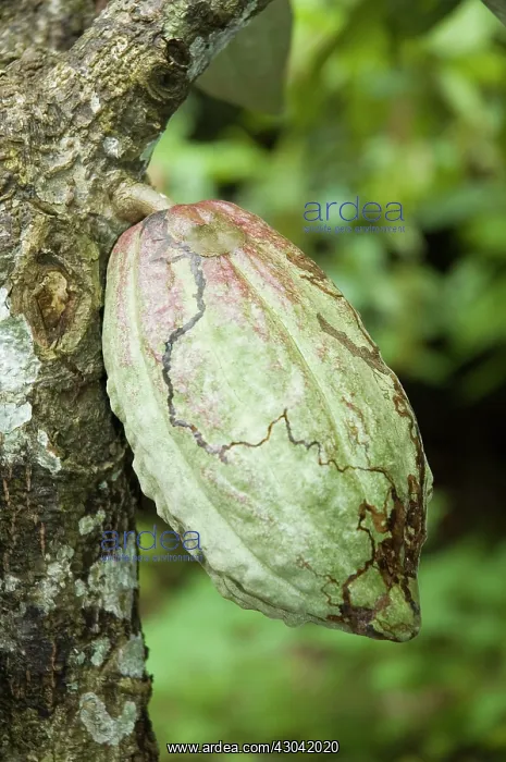 : Cocoa bean : Cocoa bean