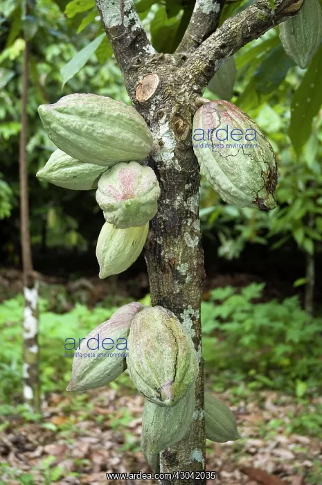 : Cocoa bean : Cocoa bean