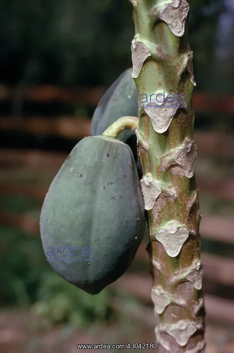 : Cocoa bean : Cocoa bean