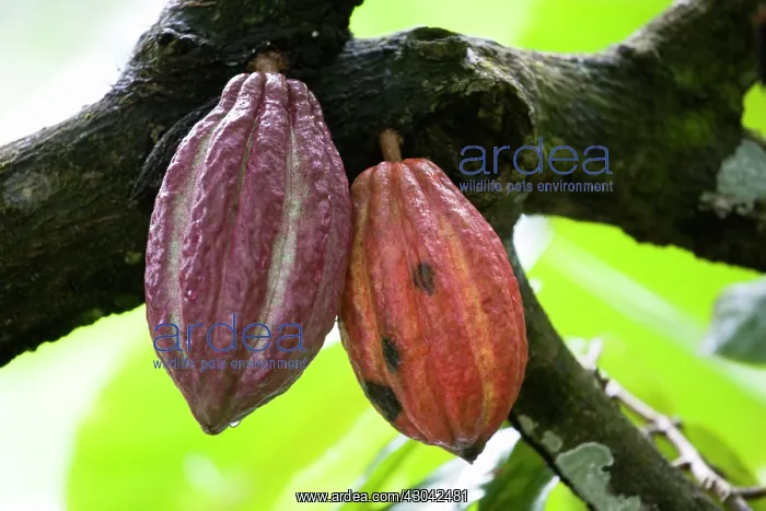 : Cocoa bean : Cocoa bean