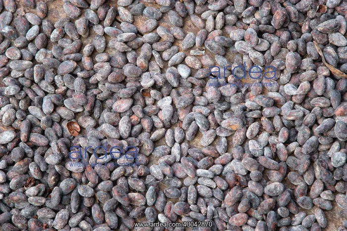 : Cocoa bean : Cocoa bean