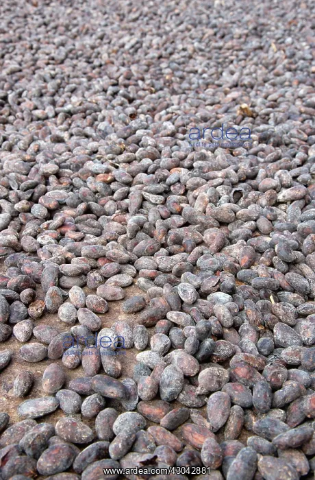 : Cocoa bean : Cocoa bean