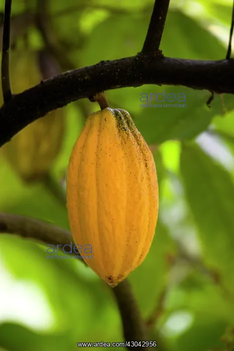 : Cocoa bean : Cocoa bean