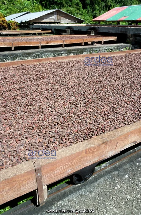 : Cocoa bean : Cocoa bean