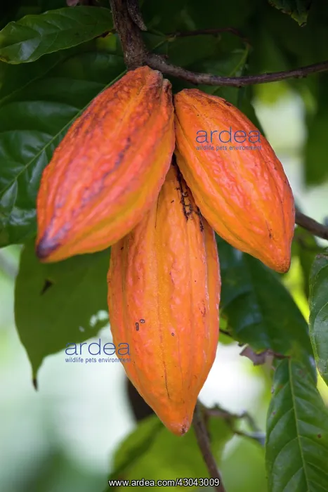 : Cocoa bean : Cocoa bean