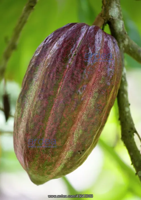 : Cocoa bean : Cocoa bean