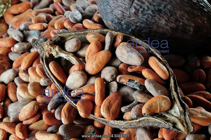 : Cocoa bean : Cocoa bean