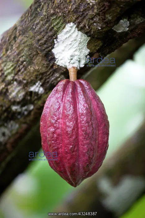 : Cocoa bean : Cocoa bean