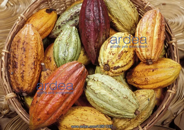 : Cocoa Beans - Exotics products for floral compositions : Cocoa Beans - Exotics products for floral compositions