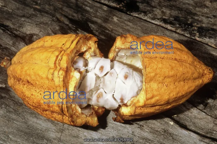 : Cocoa Fruit : Cocoa Fruit