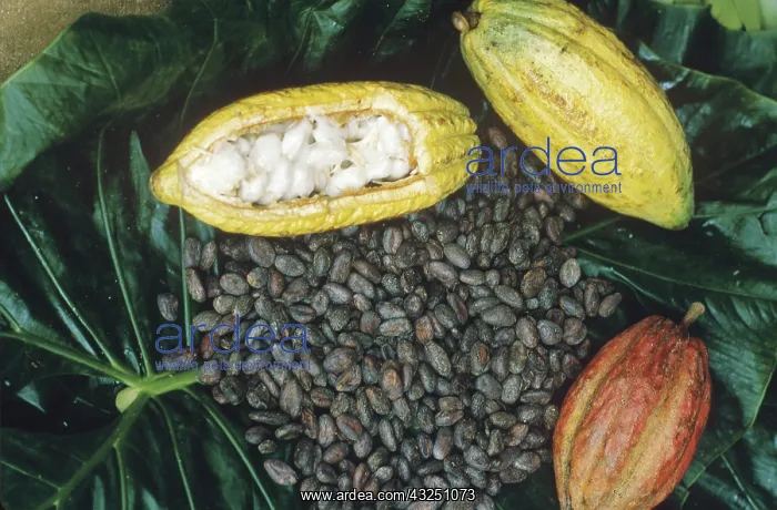 : Cocoa plants : Cocoa plants