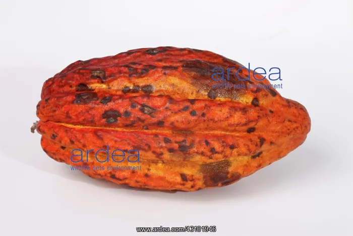 : Cocoa pod (Theobroma cacao). This is the fruit of the cocoa, or cacao, tree : Cocoa pod (Theobroma cacao). This is the fruit of the cocoa, or cacao, tree