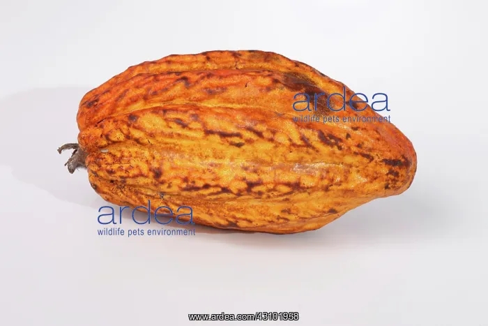 : Cocoa pod (Theobroma cacao). This is the fruit of the cocoa, or cacao, tree : Cocoa pod (Theobroma cacao). This is the fruit of the cocoa, or cacao, tree