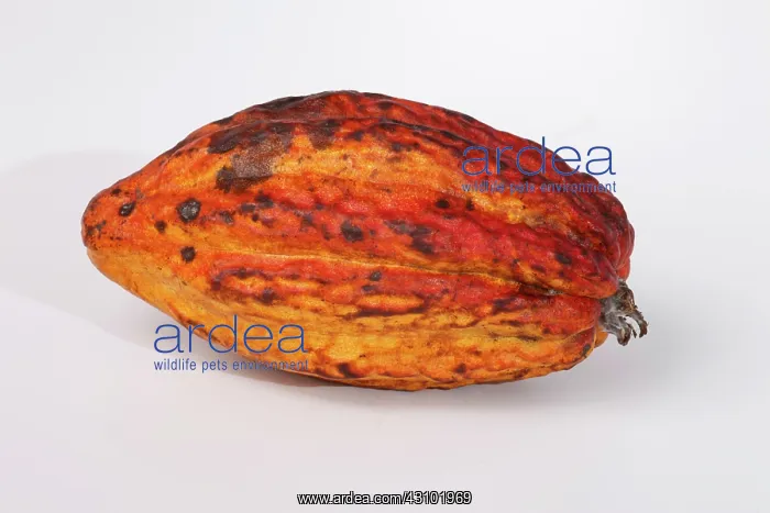 : Cocoa pod (Theobroma cacao). This is the fruit of the cocoa, or cacao, tree : Cocoa pod (Theobroma cacao). This is the fruit of the cocoa, or cacao, tree