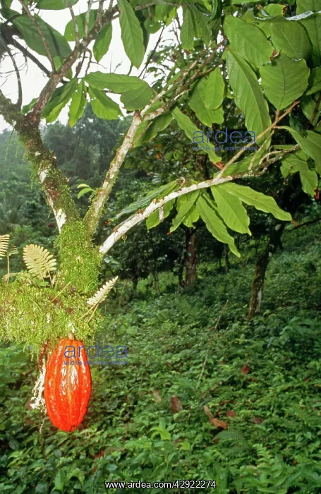 : COCOA POD - ON TREE : COCOA POD - ON TREE