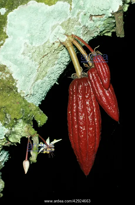  : COCOA PODS