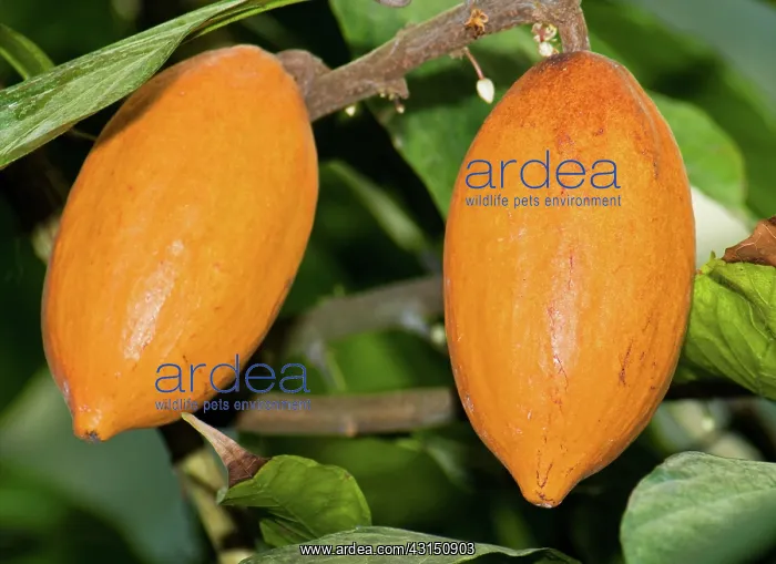 : Cocoa Pods : Cocoa Pods