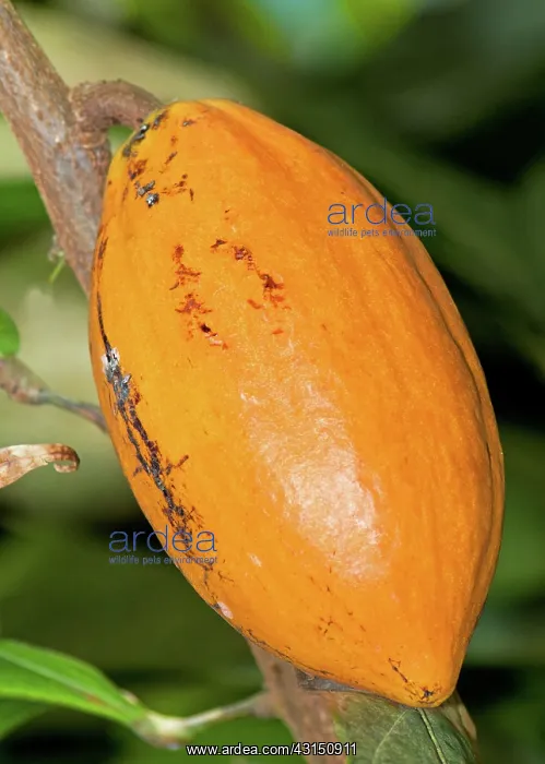  : Cocoa Pods
