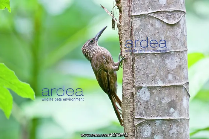 : Cocoa Woodcreeper - on tree trunk : Cocoa Woodcreeper - on tree trunk