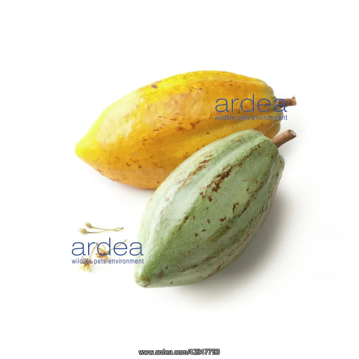 : Cocoabean, Theobroma cacao : Cocoabean, Theobroma cacao