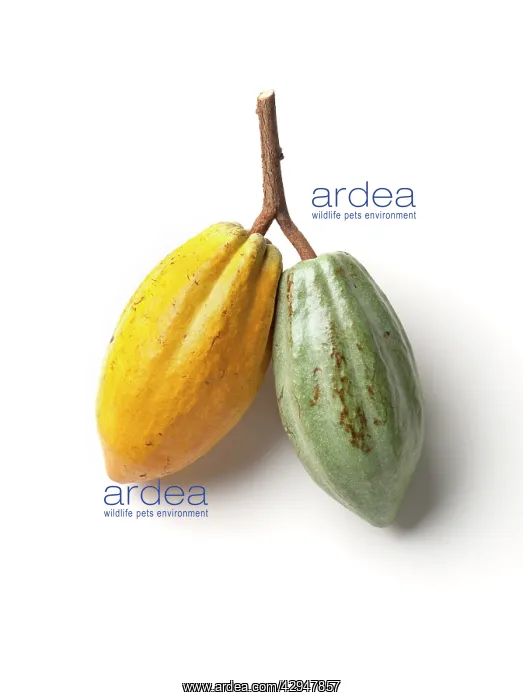 : Cocoabean, Theobroma cacao : Cocoabean, Theobroma cacao